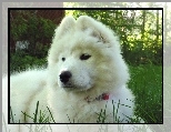 m�ody, Samojed